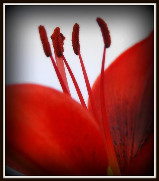 Red Lilly Flower